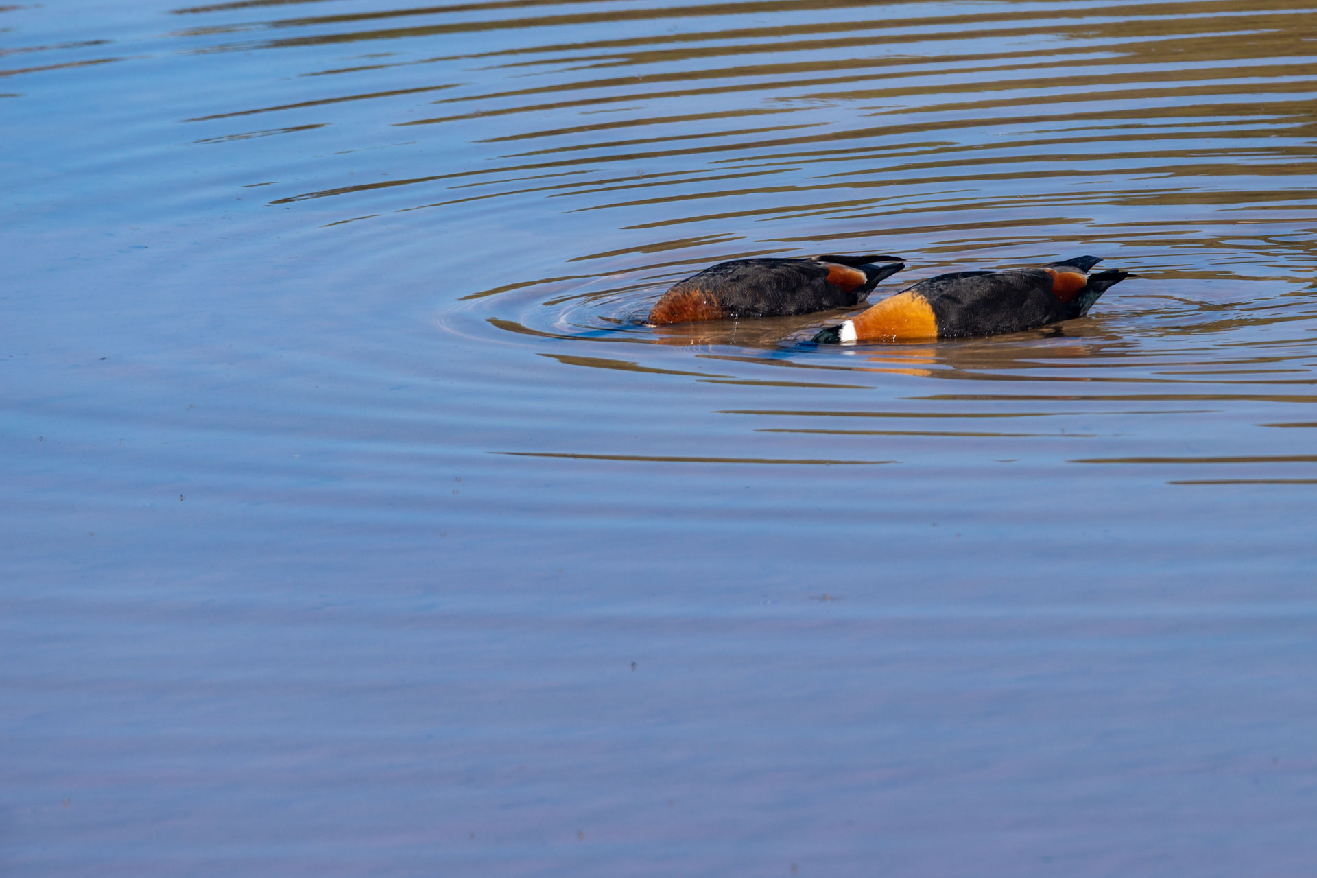 Rottnest Island - Pink Lake mit Australische Kasarka